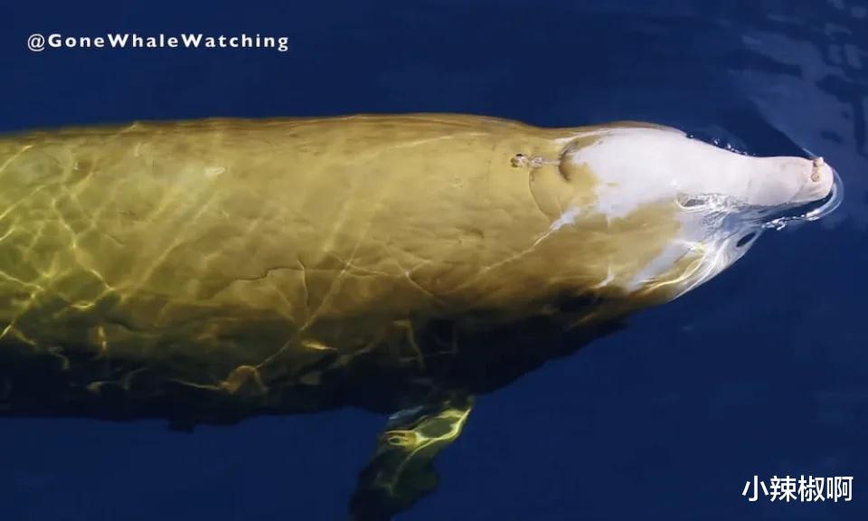 鲸鱼 罕见的视频,以极其细腻的表现方式,呈现非常稀有的“黄色鲸鱼”