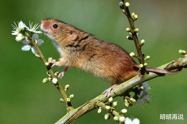 明明再说 喜气洋洋的属鼠人，四月田宅宫得喜梓、红鸾吉星照耀
