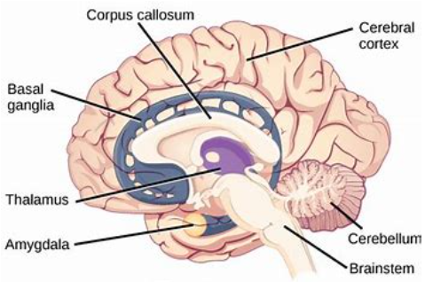 失眠|发病就是晚期?孩子也会有恶性肿瘤,医生建议:重点防范这3种