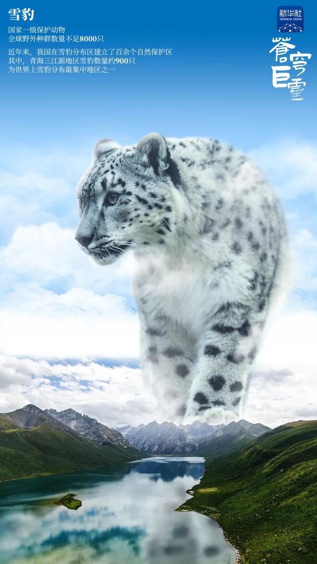  苍穹巨灵！每种生命都不渺小！这些珍稀物种值得我们关注