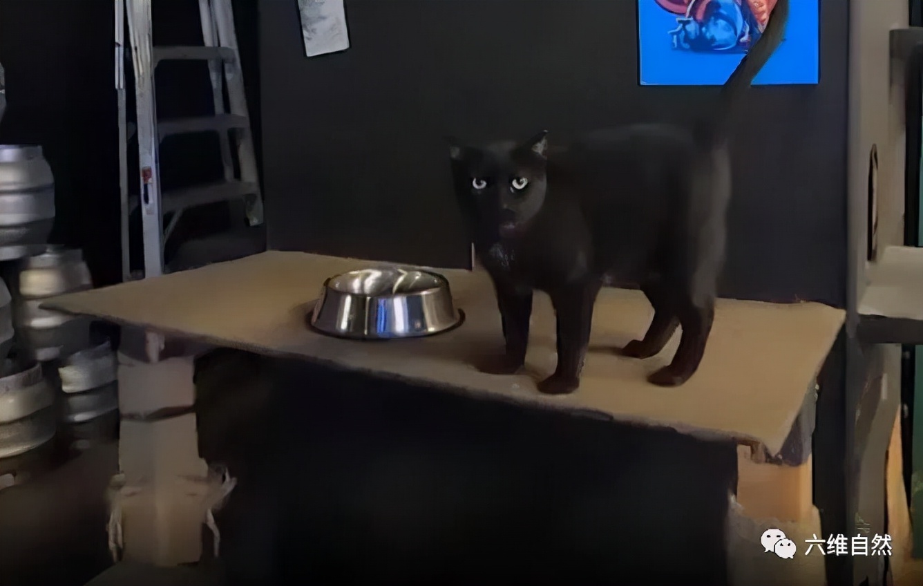 六维自然|美国芝加哥出现大量老鼠,为了灭鼠,该地区投放1000多只野猫捕鼠