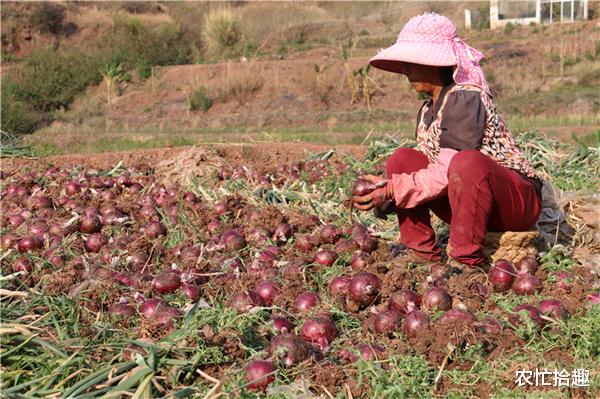 蔬菜|被当蔬菜数百年,如今却成水果,价格翻倍涨,网友:又收智商税