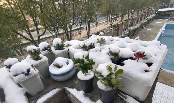 阳台养花匠 气温越来越低，山东开始下雪了，冬天低温，小心多肉冻伤