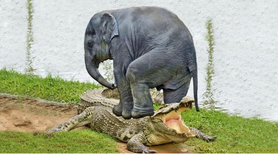 大象 明明是食草动物,为何大象能杀死鳄鱼?它们真的没有天敌吗?