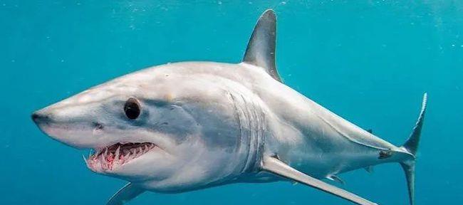 中国考古大会|如果食人鱼被鲨鱼吞下，它能凭借锋利的牙齿破腹而出吗？