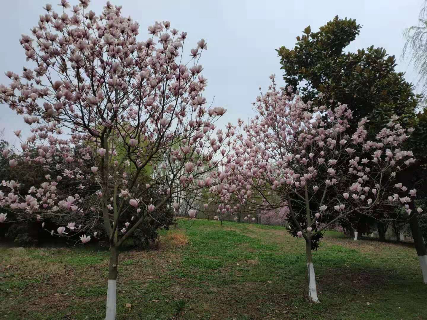 凯文大帝法律人 明明是开发商违法圈占小区公共绿地,业主起诉却被驳回,尴尬了!