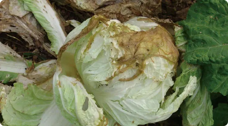 厨房出现这些情况,是败财征兆,不可不防!