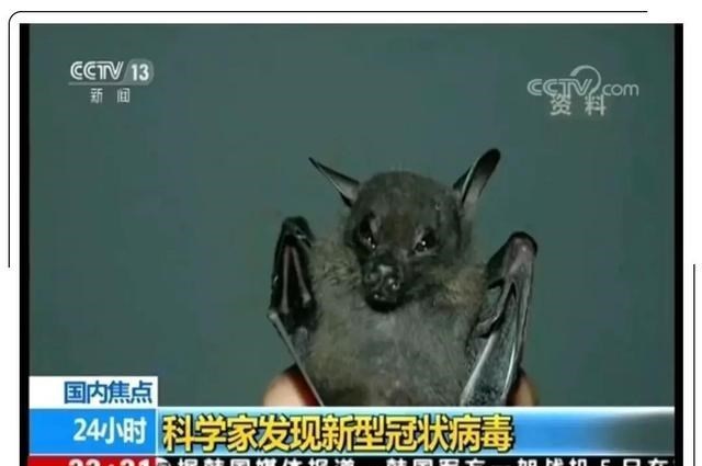 神舟十二号 “毒王”蝙蝠人人喊打！若人类贸然将其歼灭，会带来毁灭性后果？