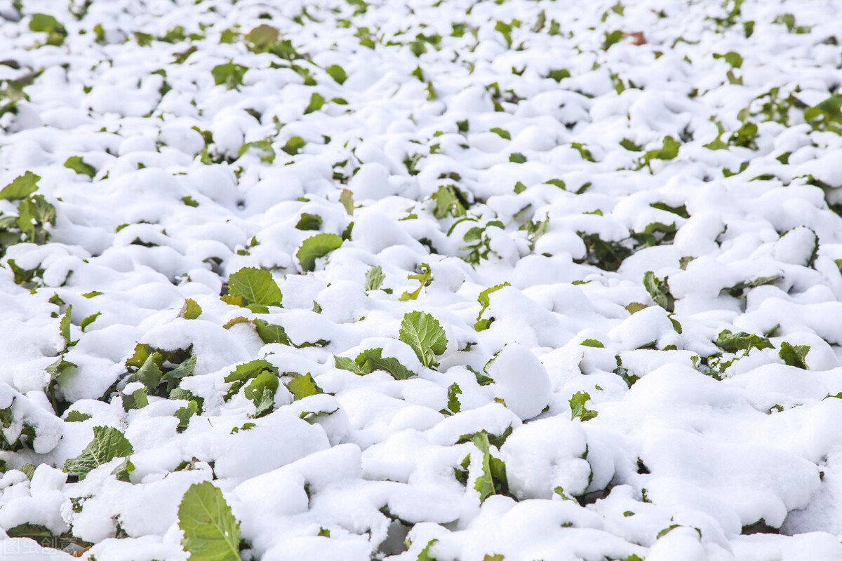萝卜|冬季吃这类菜对肾好，可惜很多肾友却不敢吃