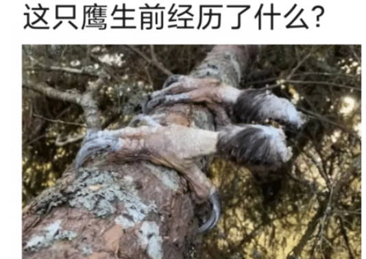“弱弱问一下，这只鹰生前经历了什么？”