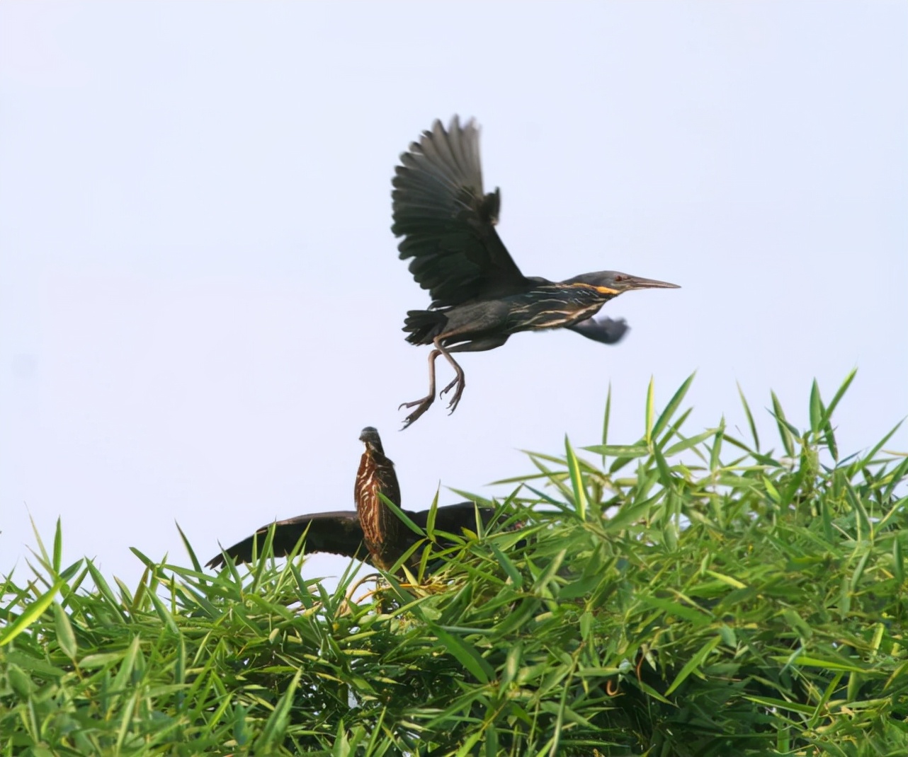  黑鳽，因为善于伪装，所以很少有人见过。