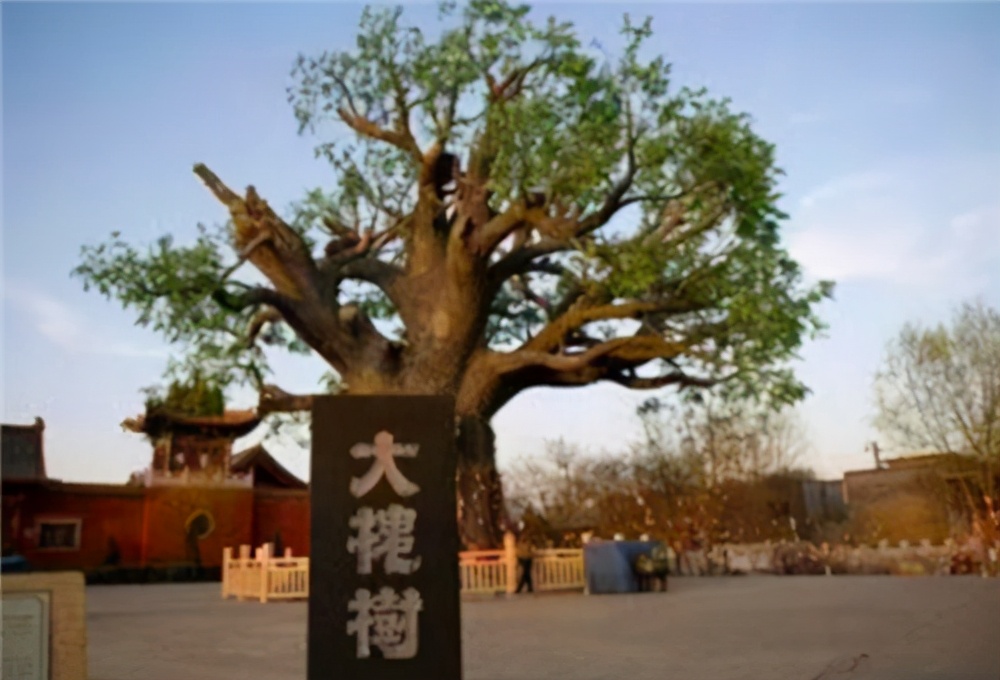 移民|600年前的明朝大移民，812个姓氏从洪洞大槐树下出发，看有你姓没