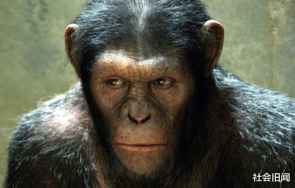 西湖大学 人和黑猩猩不能产生后代，把黑猩猩换成猪呢？日本做胚胎实验有了答案