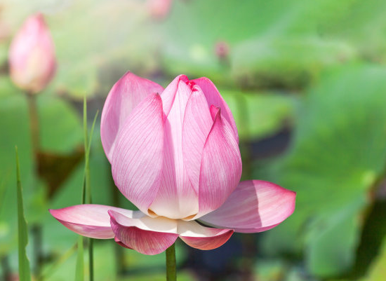 属鸡|端午节开始，喜鹊报喜，4属相贵人相助，生活品质提升