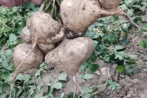 老姚说健康 秋天容易困乏,不妨常吃5种碱性食物,美味营养,帮助顺利过秋季