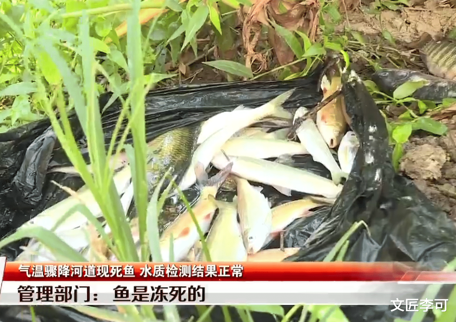 安阳|深圳一河道上突然出现很多死鱼，在岸边堆了一大堆，管理中心回应