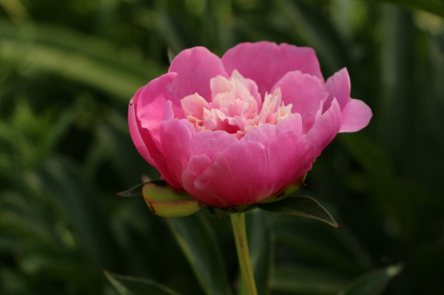 生肖|6月底，破罐子破摔，坚决一次，3生肖人生渐入佳境，旧情人回首