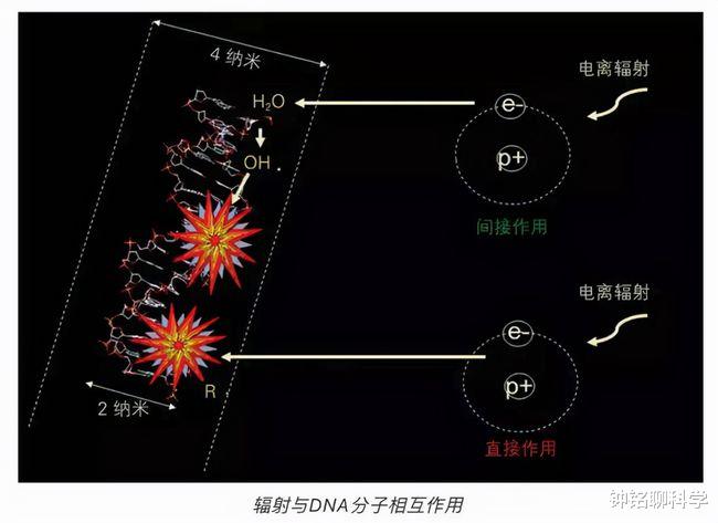 黑种人,白种人,黄种人之间为什么没有生殖隔离,可以随意交配?