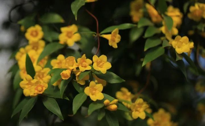 植物|闻香识花之法国香水