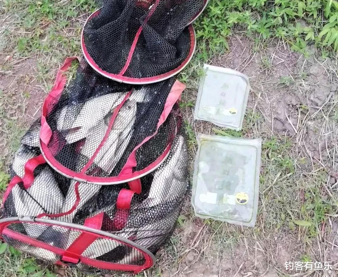 鲢鳙|夏天钓鲢鳙简单遵循几点，不会钓的也爆护