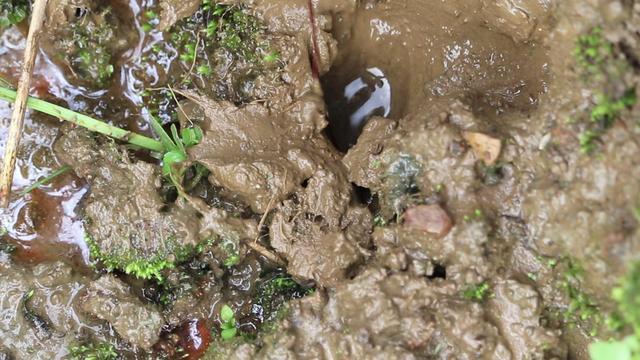 钓鱼蓑笠哥 钓点附近岸边那些洞里有什么？有惊喜也有意外，已有人送命