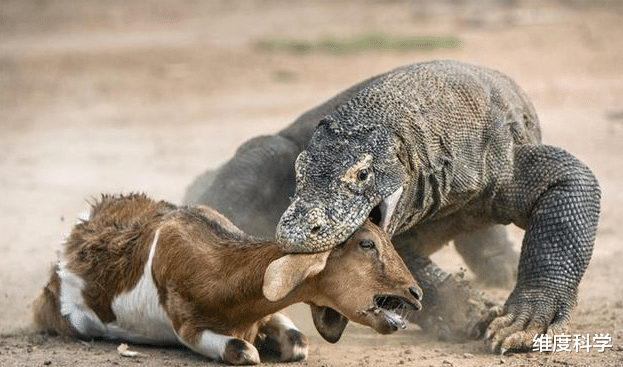 科学家 冷血杀手科莫多巨蜥——被它咬到,三天之内就会中毒而亡