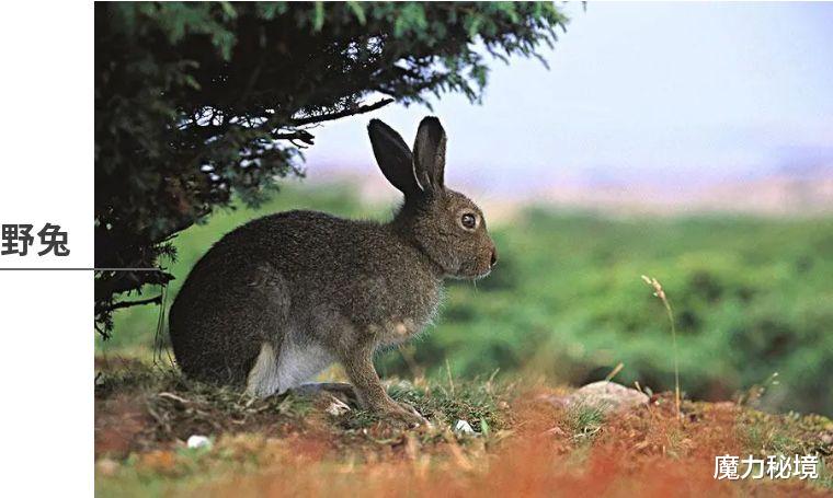 魔力秘境 萨满力量动物详解：松鸡、野兔
