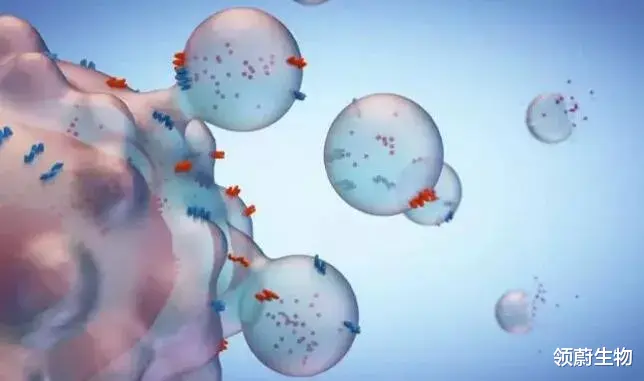 抗衰老 医疗美容又添生力军，干细胞外泌体美容有潜力