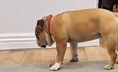 萌控孩|女朋友和她的闺蜜喝多了直接躺地上,我到底该怎么办呢?哇哈哈