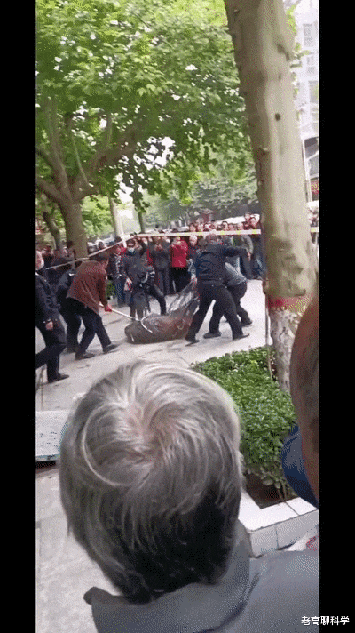 翻车了!南京野猪撞击面包车,4人受伤,“捕杀令”制服不了它?