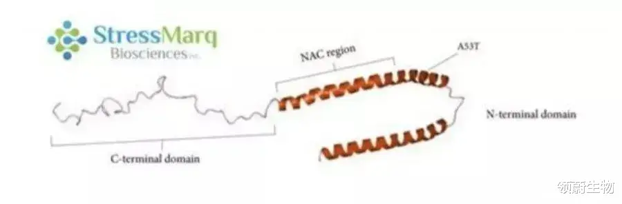 《PNAS》重磅:NK细胞不但能防癌,还能阻止帕金森病恶化