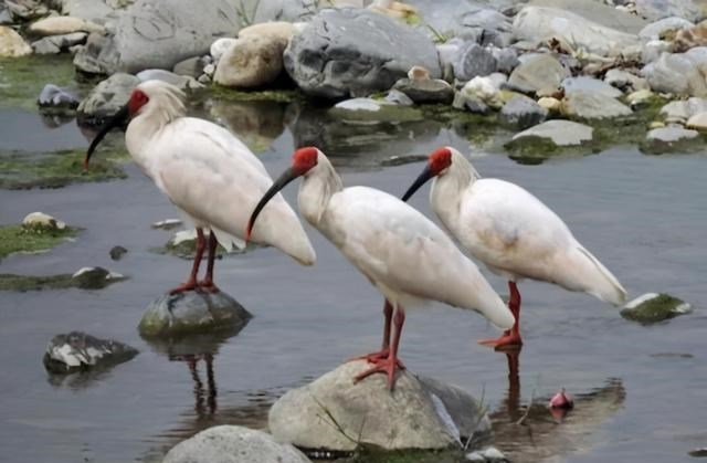 无敌原始人 “一夫一妻”还是“一夫多妻”好？新研究：前者或会导致动物灭绝