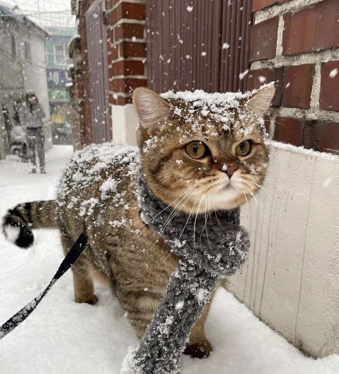 有机食材开发老刘 天降瑞雪，戴好围脖，砥砺前行