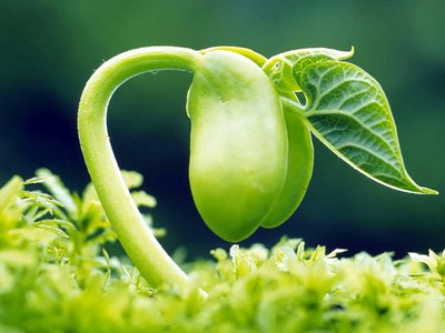 微生物|人类细胞为什么没有细胞壁？细胞壁对生物来说究竟意味着什么？