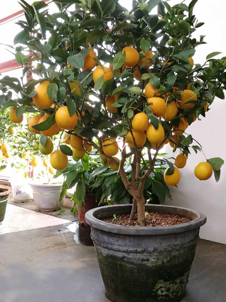 卧室不要乱养花,4种“催眠花”,净化夜间空气,一觉睡到大天亮