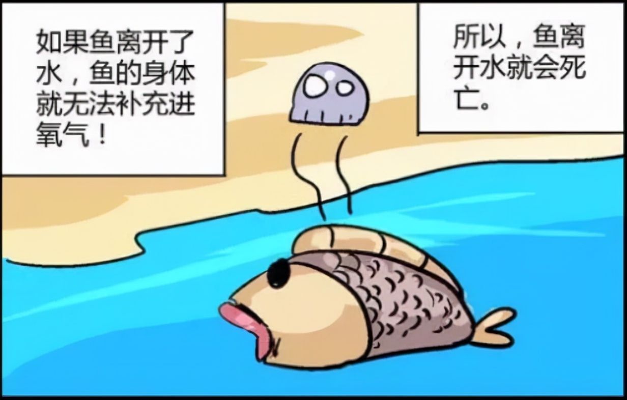 拥有两种呼吸器官的鱼——肺鱼,离开水仍能存活一年多