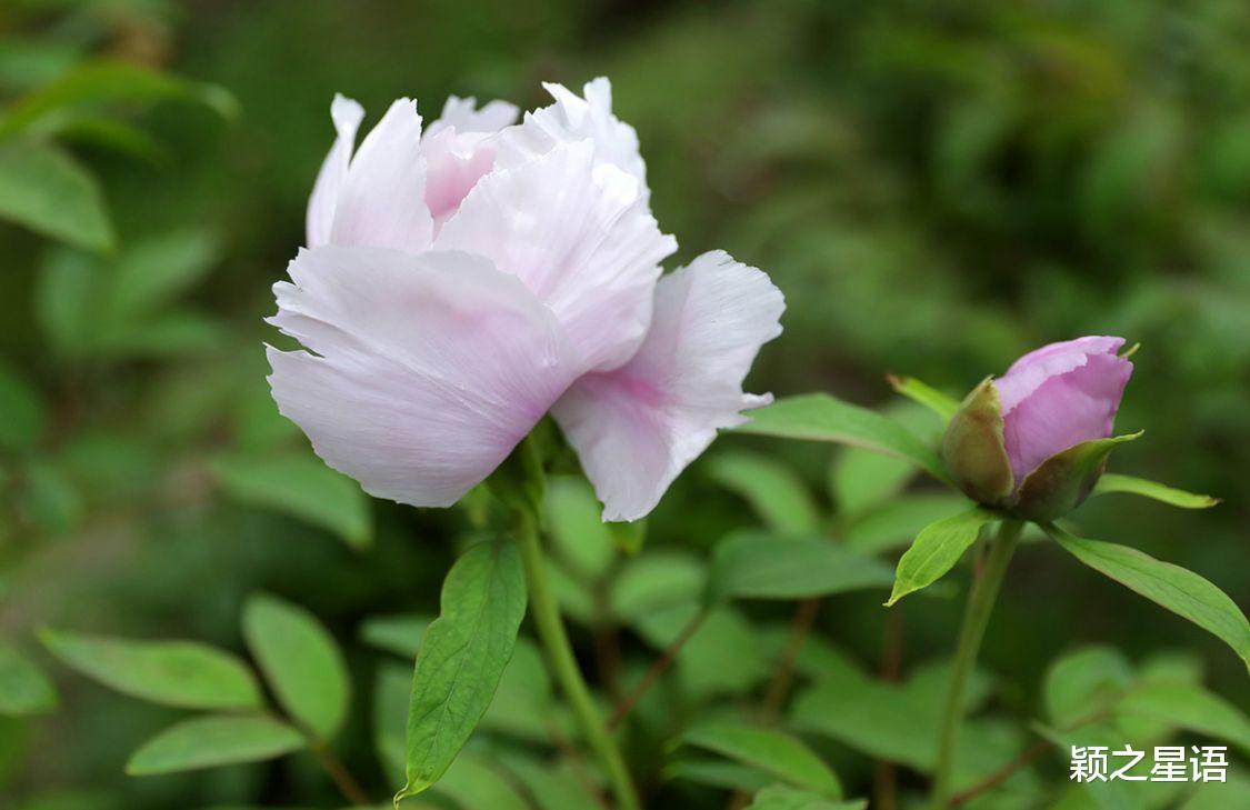 福建省 宁波规模最大的牡丹花园，居然深藏了五年，为啥不欢迎观赏
