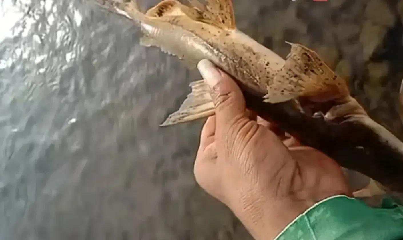 国家二级保护动物|钓鱼意外钓到天外物种？那是国家二级保护动物巨魾！请马上放生