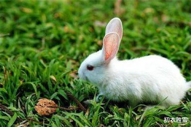 太阳系 茕茕白兔，东走西顾，这里的白兔和月亮中的玉兔，有什么关系？