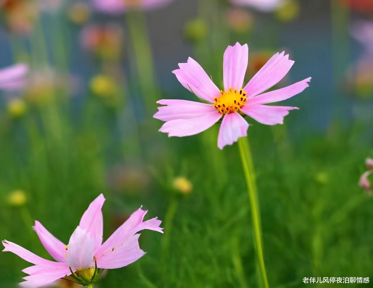 老伴儿风停夜泊聊情感|人一辈子，最无知的事，莫过于六个字