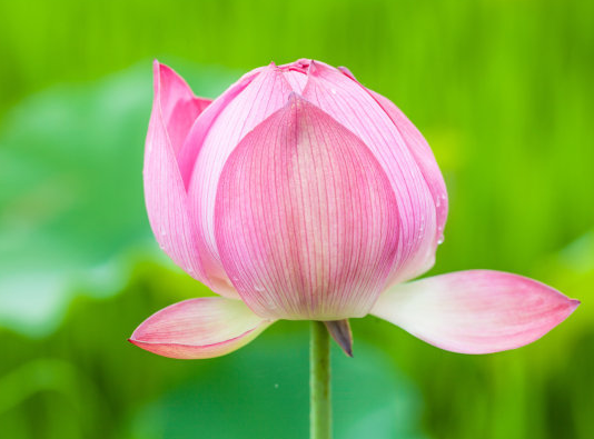 星临天下 11月初，吉星高照，4属相苦尽甘来，扬眉吐气，生活无忧