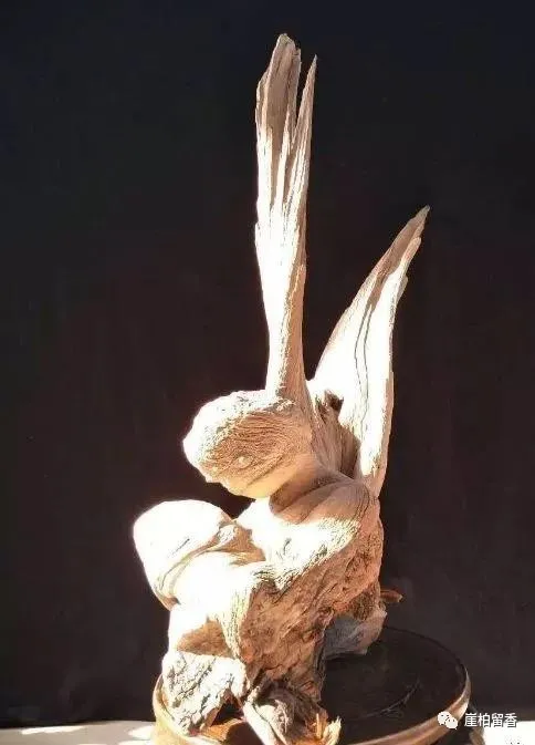 于田|这样的太行崖柏哪里有呢?