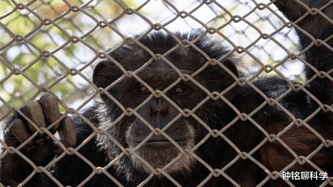 离奇!比利时女子宣称与黑猩猩相爱,却被迫分手,动物也懂爱情?