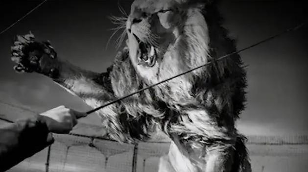 悦姐儿知识|100多年前，“食人狮”捕食铁路工人，最终它是怎么被击毙的