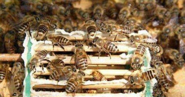 月球 把老蜂王关起来新蜂王出台了怎么分蜂？