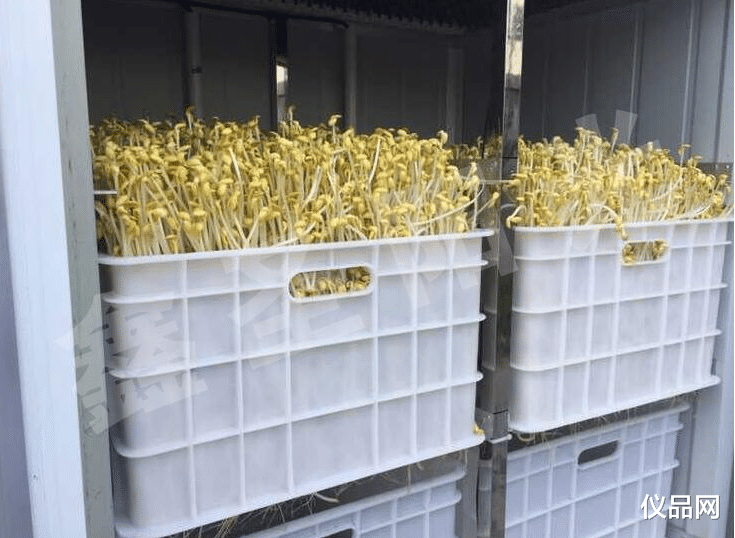 曾经以为鸡肋的豆芽机,没想到妙用多多,功能强大到再也不想扔了