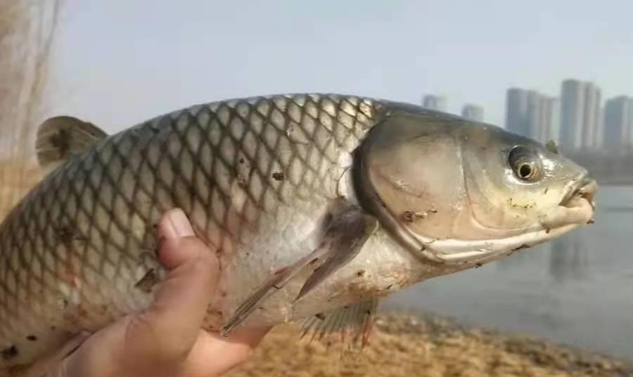 饵料|水里有鱼却不咬钩?老司机直言:都是“给你惯的”,活该空军