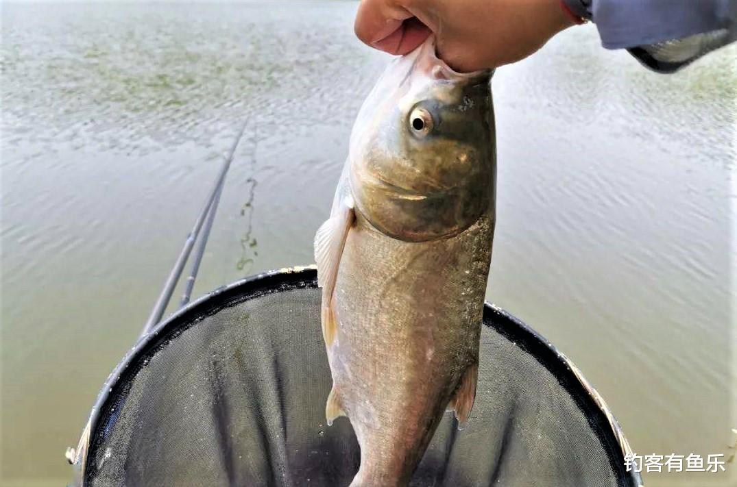 长沙|夏天钓鲢鳙，清楚几点要素，不会钓鱼的人也爆护