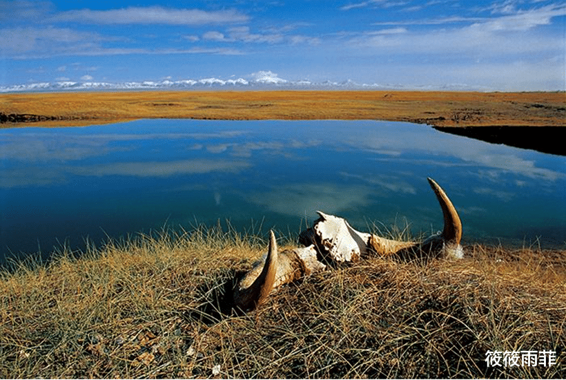 野生动物 野外遇到狼能不能转身逃跑？了解狼的这5个弱点，再做决定