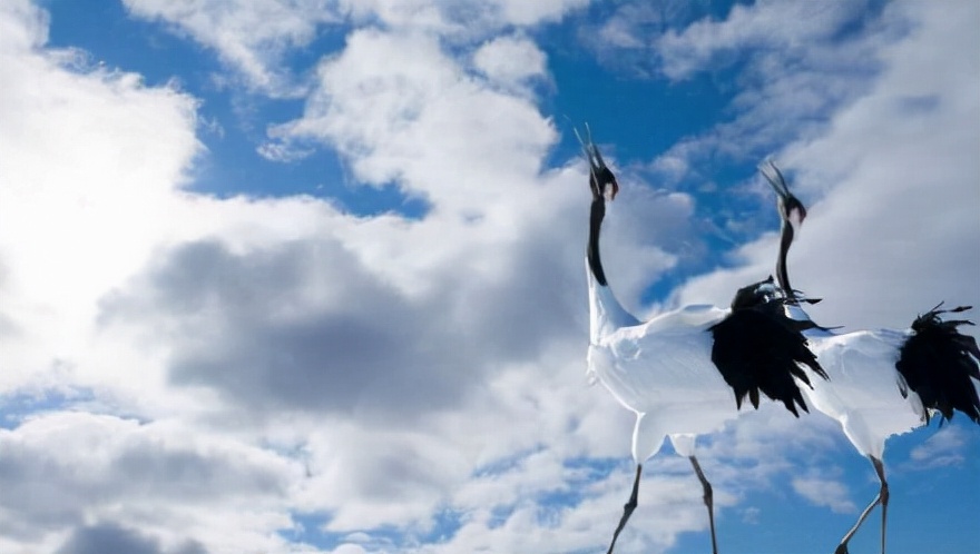 叉壹|终于知道丹顶鹤为什么叫仙鹤了!